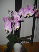 Mallorca 2012 123.webp