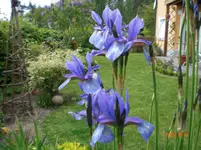 009.webp