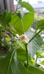 20120507_093612.webp