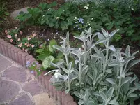 Poolbeet2.09.05.2012.webp