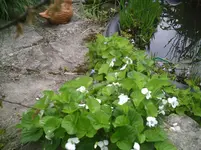 Teich2.09.05.2012.webp