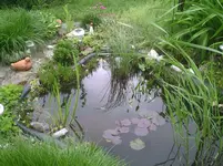 Teich3.09.05.2012.webp