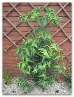 Pflanze 01.webp