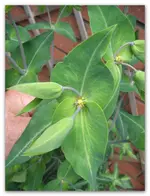 Pflanze 02.webp