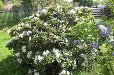 Garten 05 2012 1 001.webp