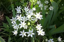 Garten 05 2012 1 002.webp