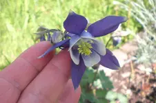 Garten 05 2012 1 003.webp