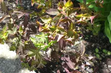 Garten 05 2012 1 004.webp
