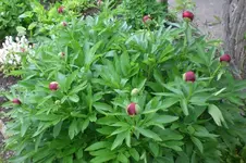 Garten 05 2012 1 005.webp