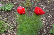 Garten 05 2012 1 006.webp