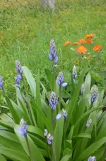 Garten 05 2012 1 008.webp