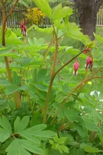 Garten 05 2012 1 010.webp