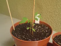 Tomate-5wo.webp