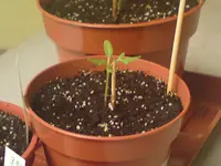 Tomate-3wo01.webp