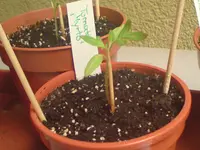 Tomate-3wo02.webp
