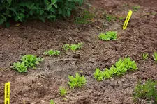 2 Reihen Mohnsaat_smaller.webp