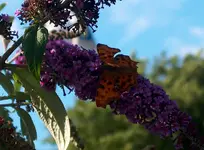HPIM3644.webp