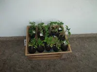 DSCF2747.webp