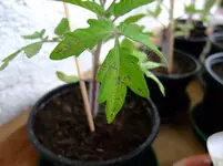 DSCF2751.webp