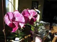 Nic080512 010.webp