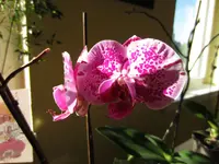 Nic080512 007.webp