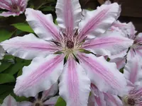 Nic080512 019.webp