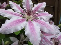 Nic080512 020.webp