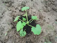 Photo0211.webp