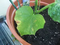 Gurke2.webp