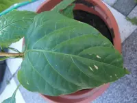 Paprika.webp