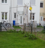 bohnen.webp