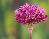 Allium Purple Sensation_smaller.webp