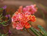 Lewisia und Butterfly_Lavendel_smaller.jpg