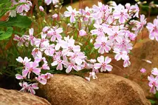 weiß_rosa Polster-Phlox_smaller.webp