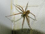 Spinne_001.JPG