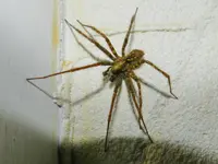 Spinne_001.webp