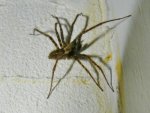 Spinne_002.JPG