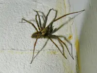 Spinne_002.webp