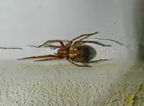 Spinne_004.webp