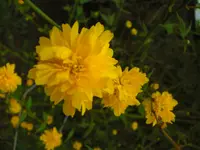 CIMG9347.webp