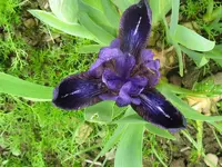 IMG_remontierend_800x600.webp