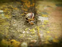 schneckenrennen.webp