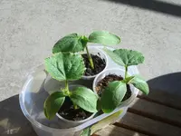 CIMG4381.webp