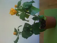 2.webp