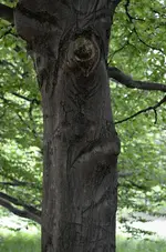 DSC_7559 trauriger Baum 2.webp