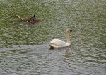 DSC_7533 Ralle und Schwan.jpg