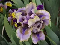 iris 2mai2012 005.webp