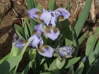 03 mai 2012 007.webp