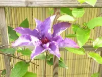 021.webp