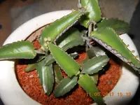 DSCN0213.webp
